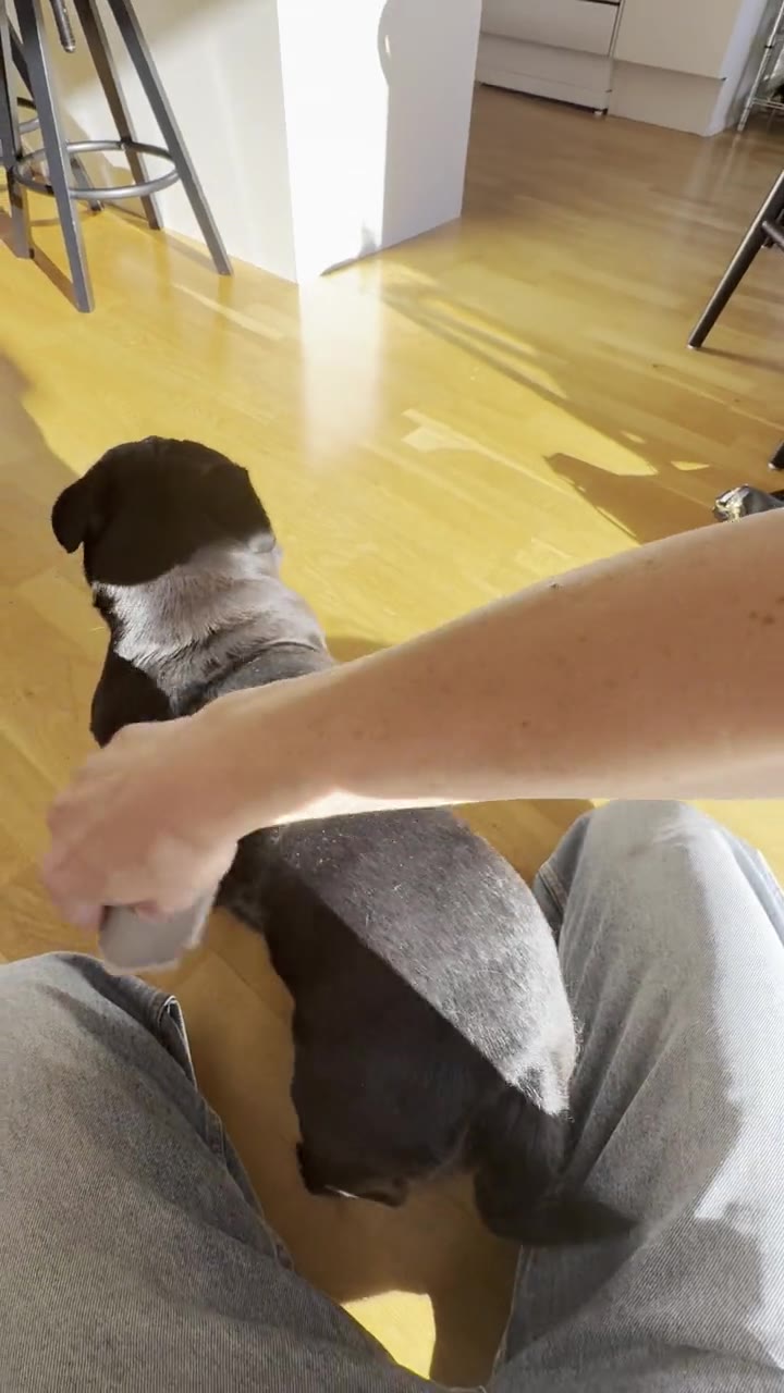 JAYWOX fällningskam på svart hund – lös päls följer med i kammen