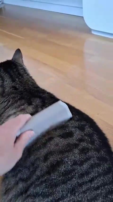 JAYWOX fällningskam på katt – lös underull fastnar i kammen