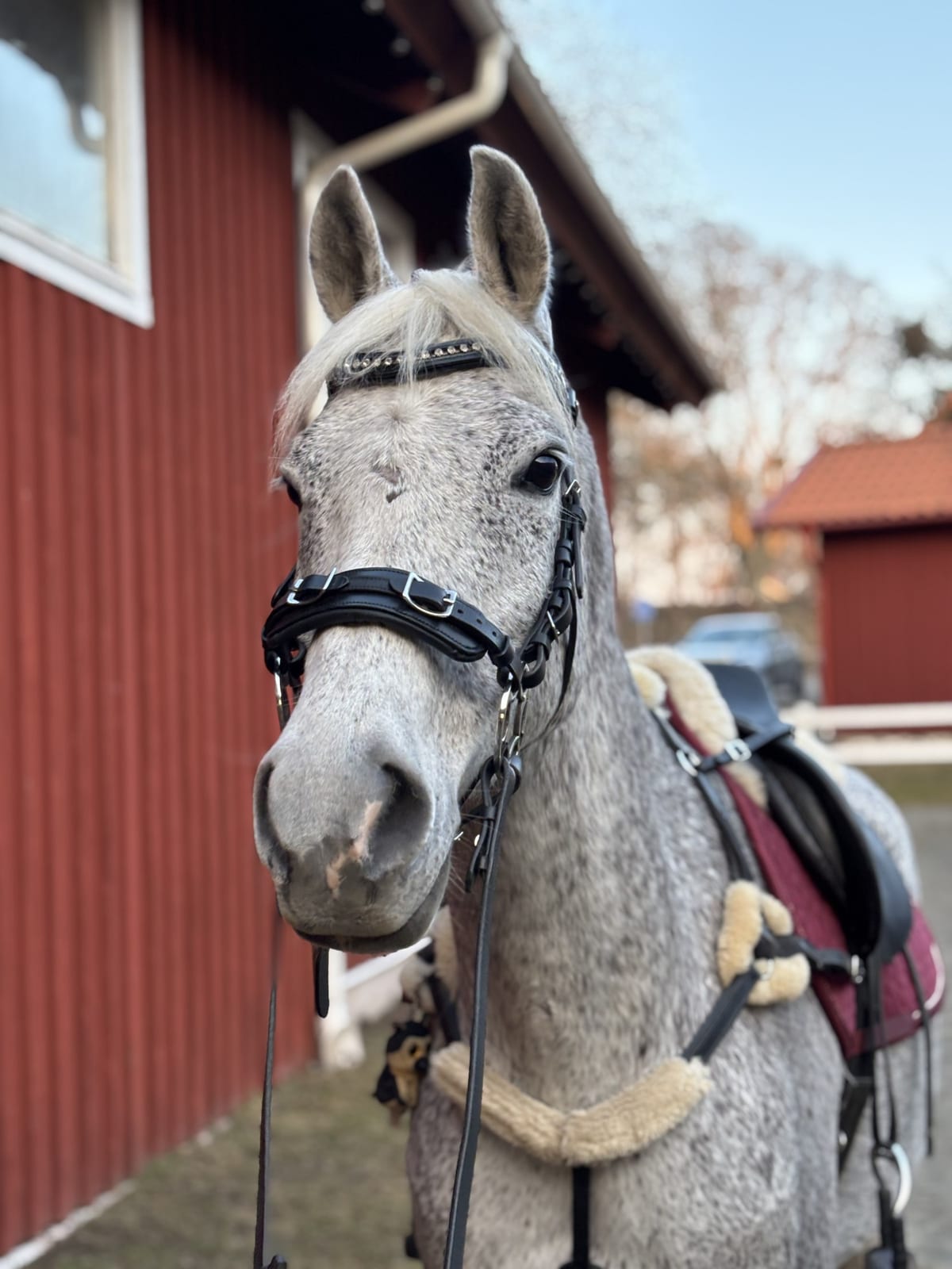 Grundarna bakom JAYWOX – vardag med hund och päls