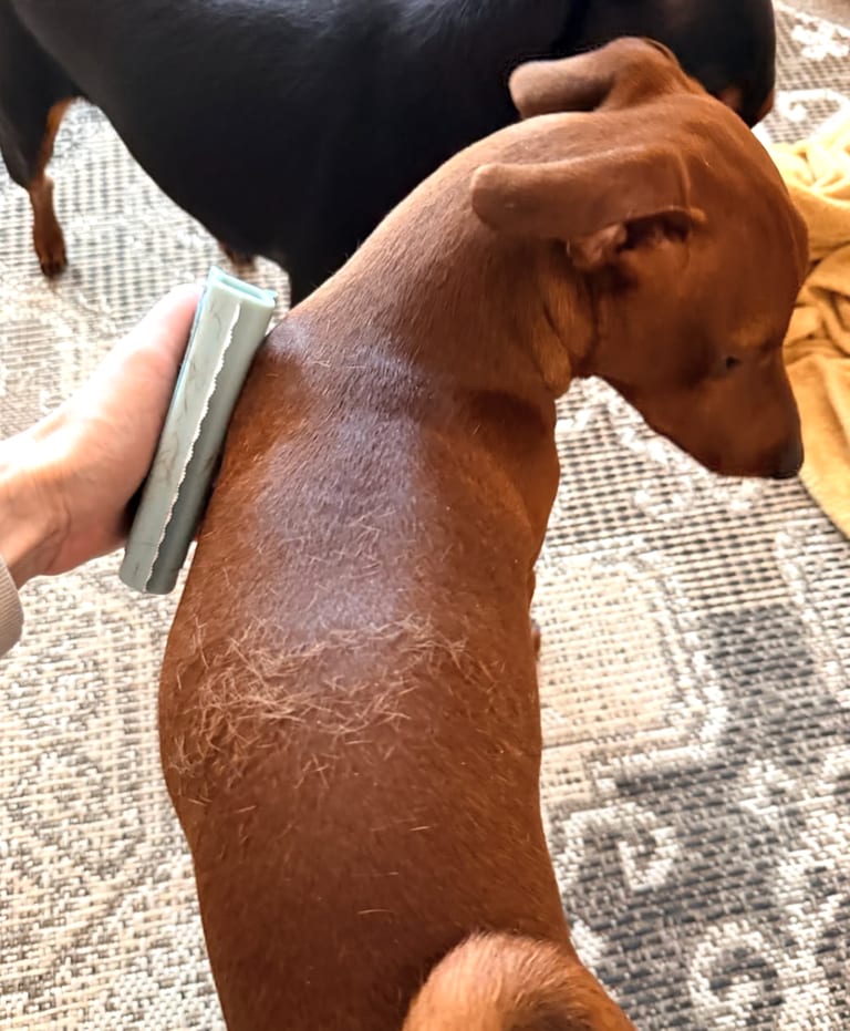 JAYWOX fällningskam används på röd hund