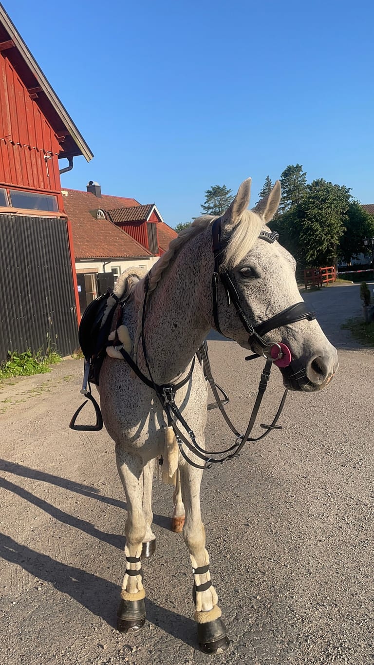 Häst i svensk sommarmiljö
