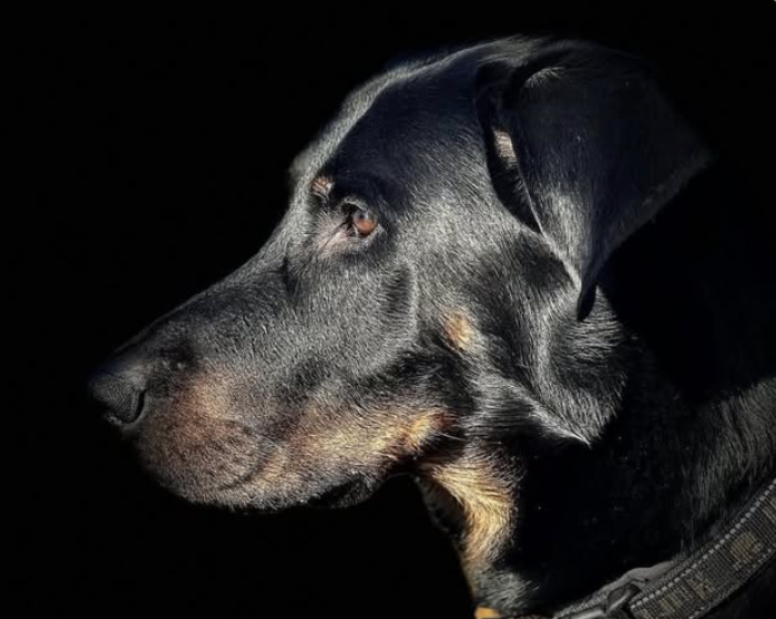 JAYWOX recension – Tina Nilsson, Hundägare